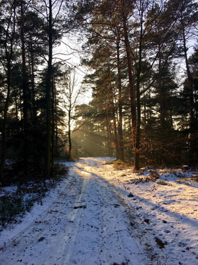warnung vor Glätte im Wald