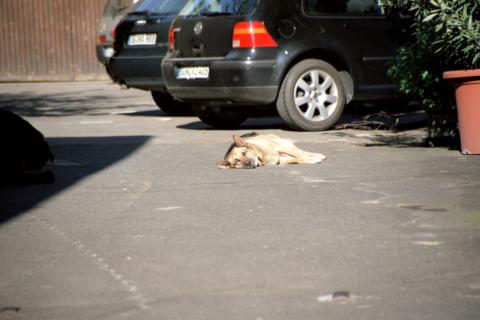 Hund