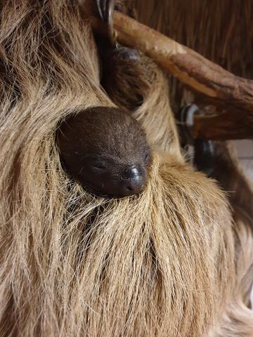 Faultiernachwuschs im Zoo Heidelberg