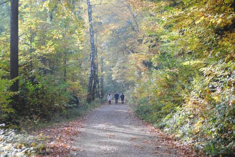 Wald auf Rezept