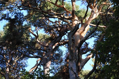 Klimaretter Baum