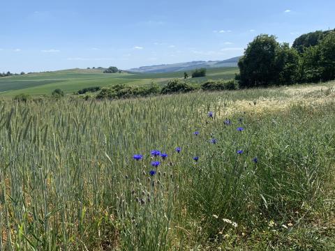 Sommer in der Pfalz