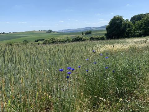 Sommer in der Pfalz