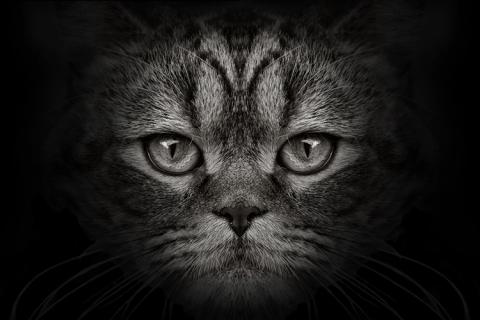 Tiere des Waldes