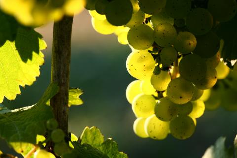 Wein, Weißwein