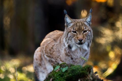 Luchs