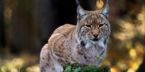 Luchs
