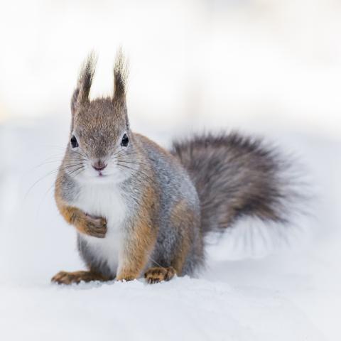 Tiere des Waldes, Eichhörnchen