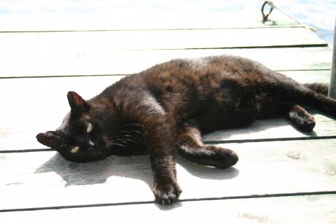 Tiere im Sommer