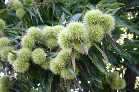 Kastanienbaum