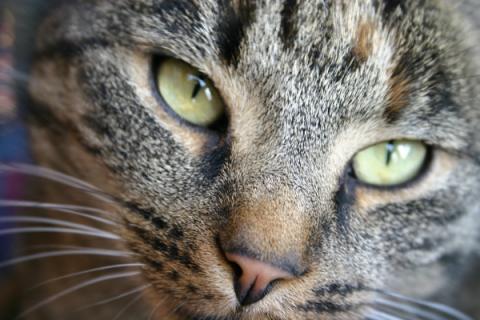 Katze