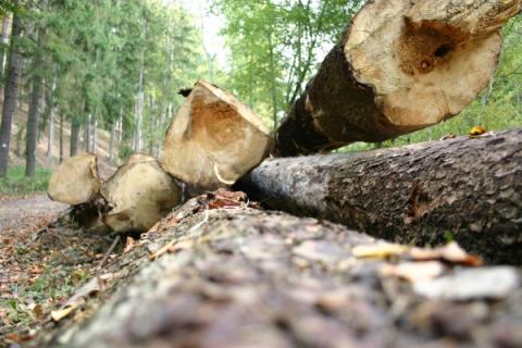 Wald