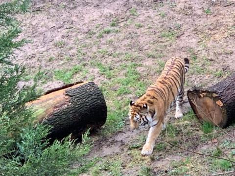Tiger Zoo Landau