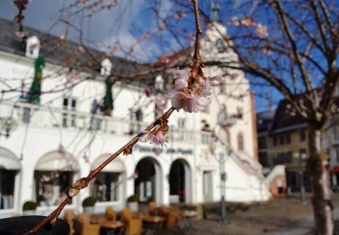 Altes Kaufhaus, Landau