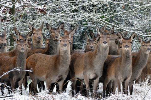 Waldtiere, Rehe