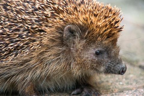 Igel