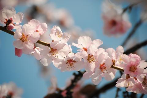 Mandelblüte