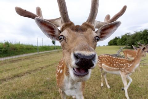 Tiere im Sommer