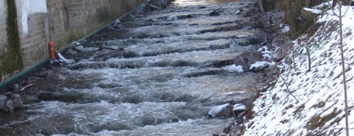 Wassertiere 