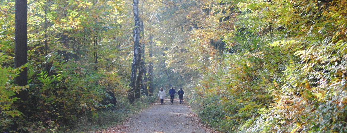 Wald auf Rezept