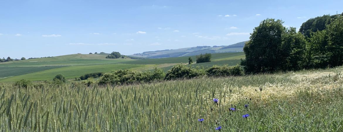 Sommer in der Pfalz