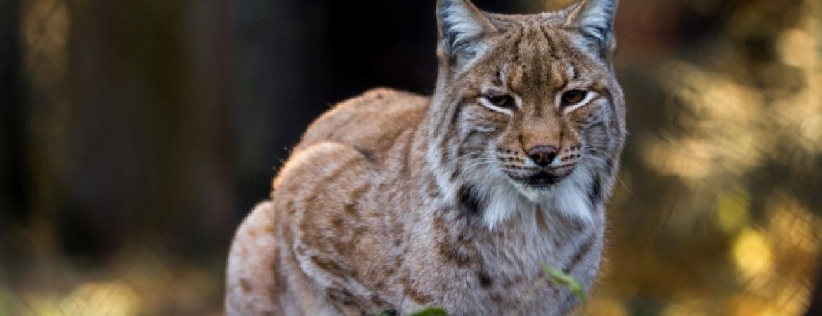 Luchs