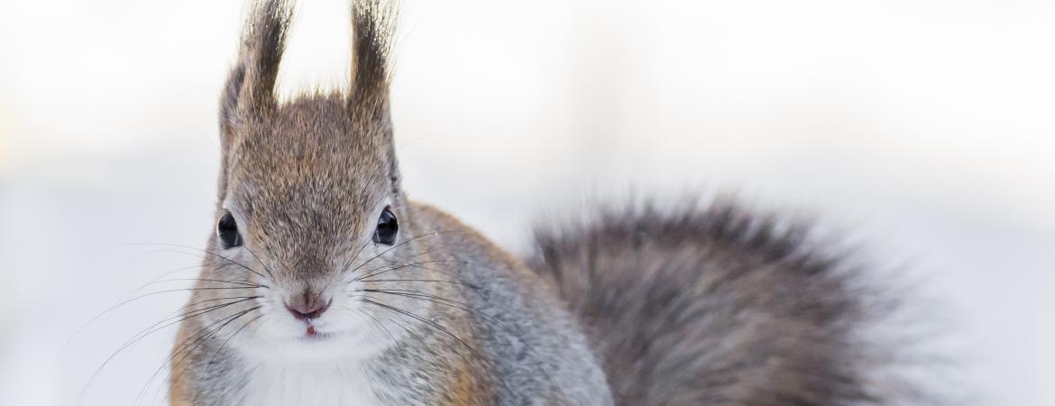 Tiere des Waldes, Eichhörnchen