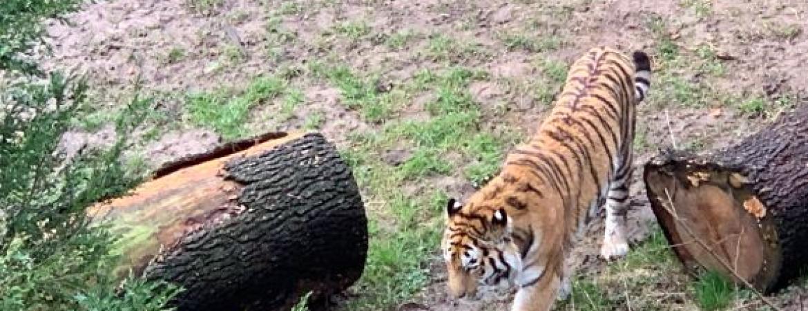 Tiger Zoo Landau