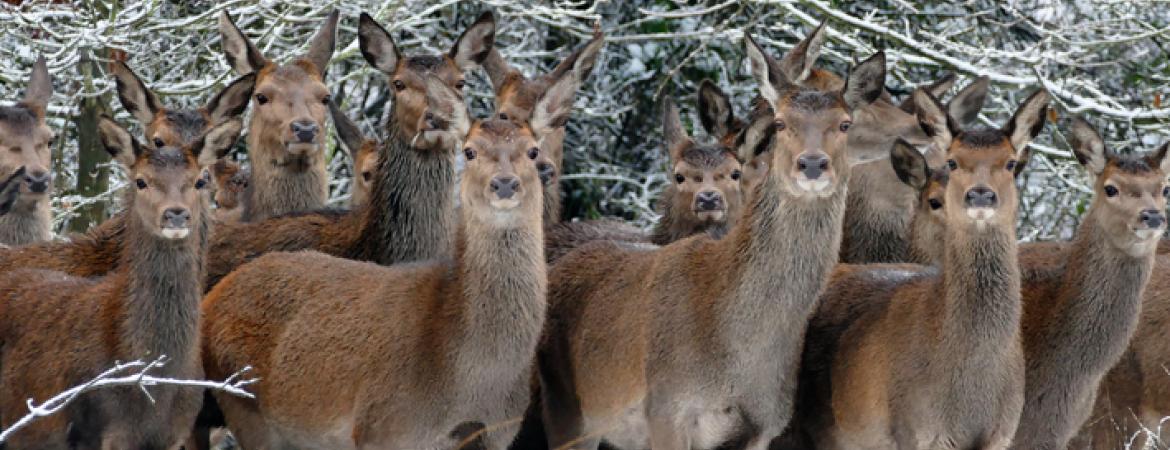 Waldtiere, Rehe