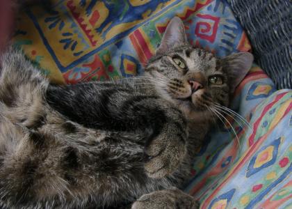 Katzenkinder