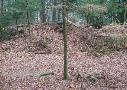 Pfälzer Wald