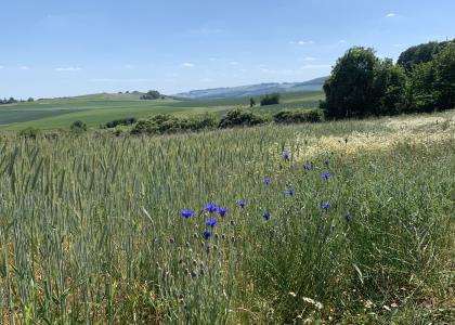 Sommer in der Pfalz