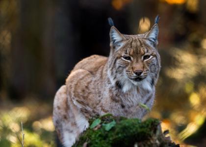 Luchs