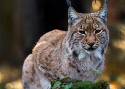 Luchs