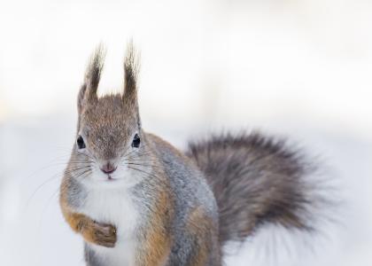 Tiere des Waldes, Eichhörnchen