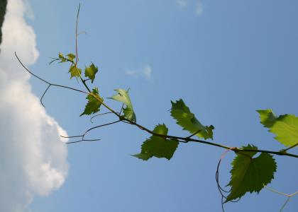 Geheimnisvolle 