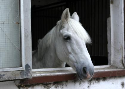 Pferd