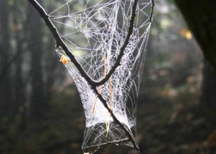 Netz