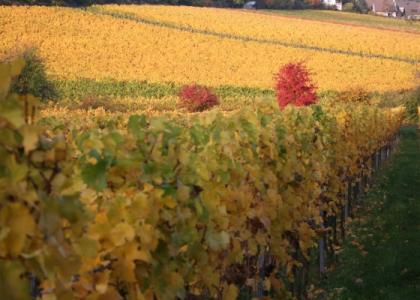Goldener Herbst