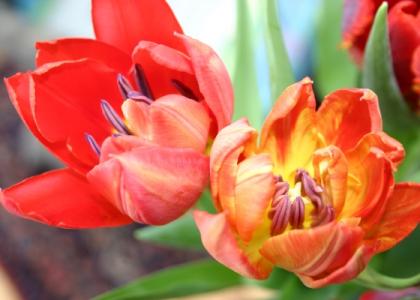 Blumen