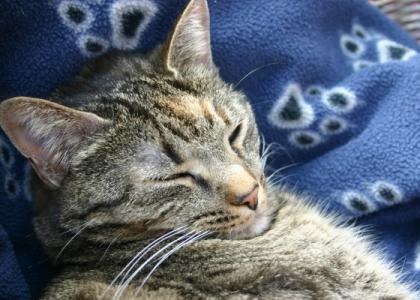 Katzenleben