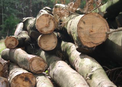 Hohe Nachfrage nach deutschem Holz