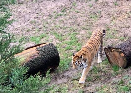 Tiger Zoo Landau