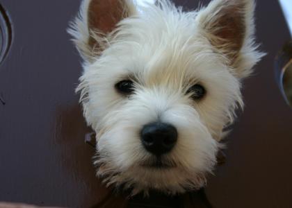 Hund