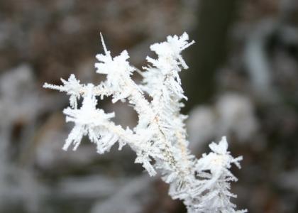 Winterschlaf