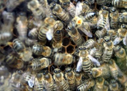 Bienen