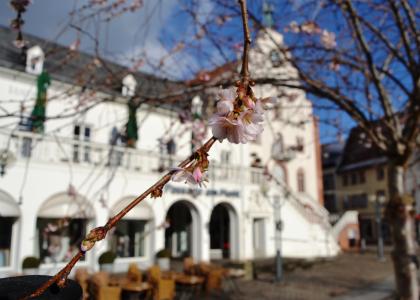 Altes Kaufhaus, Landau