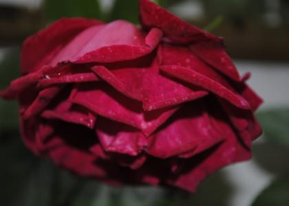 Gürtelrose