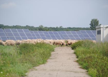 Solarbranche