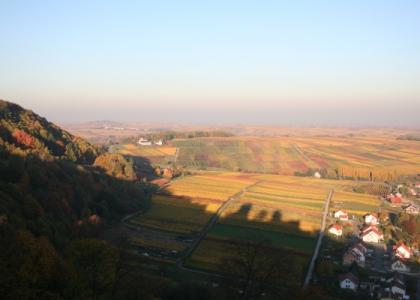 Rebfläche